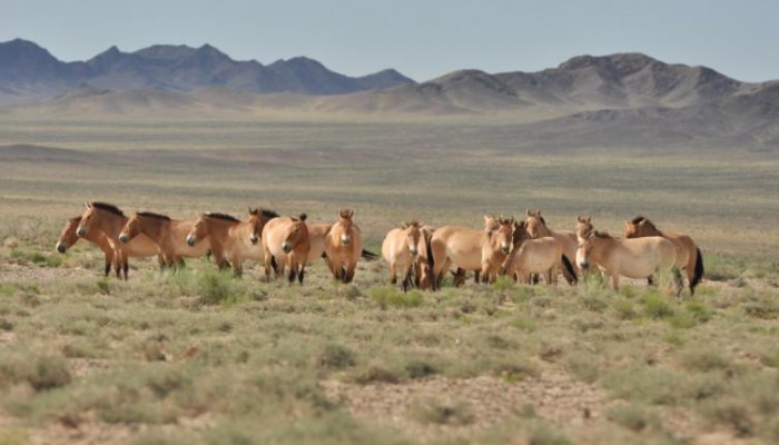 A day tour to Hustai National Park